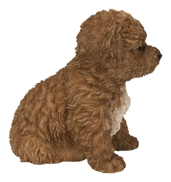 Chocolate cavapoo hot sale