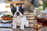 White and black French Bulldog puppy resin figurine decorative dog statue for home décor.