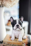 White and black French Bulldog puppy resin figurine decorative dog statue for home décor.