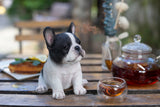 White and black French Bulldog puppy resin figurine decorative dog statue for home décor.