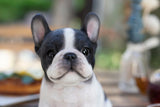 White and black French Bulldog puppy resin figurine decorative dog statue for home décor.