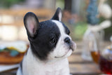 White and black French Bulldog puppy resin figurine decorative dog statue for home décor.