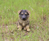 Pet Pals German Shepherd Puppy Statue