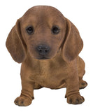 Pet Pals brown sitting Dachshund puppy statue made from polyresin for indoor or outdoor décor.