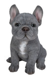 Pet Pals blue French Bulldog puppy statue made from polyresin with realistic details for indoor and outdoor home and garden décor.