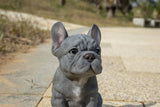 Pet Pals blue French Bulldog puppy statue made from polyresin with realistic details for indoor and outdoor home and garden décor.