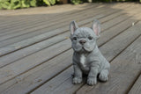 Pet Pals blue French Bulldog puppy statue made from polyresin with realistic details for indoor and outdoor home and garden décor.