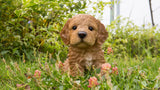 Pet Pals brown sitting Cockapoo puppy statue made from polyresin for indoor and outdoor home and garden décor.