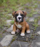 Pet Pals Boxer puppy statue made from polyresin with realistic details for indoor and outdoor home and garden décor.