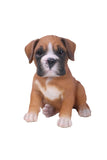 Pet Pals Boxer puppy statue made from polyresin with realistic details for indoor and outdoor home and garden décor.