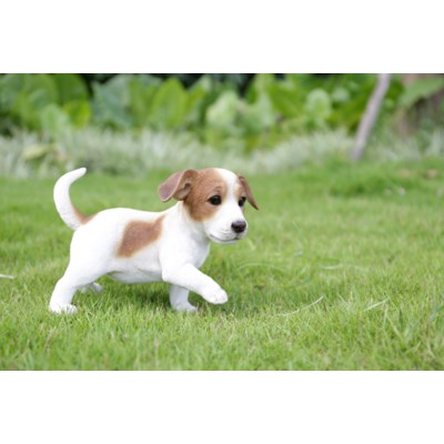 Dog-Jack Russel Puppy Playing - Tricia's Gems