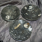 Marine Fossil - Ammonite Dish - Tricia's Gems