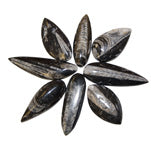 Marine Fossil Orthoceras - Tricia's Gems