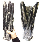 Orthoceras Fossil Tower - Tricia's Gems