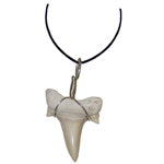 Shark Tooth Pendant - Tricia's Gems
