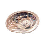 ABALONE SHELL - SMALL - Tricia's Gems