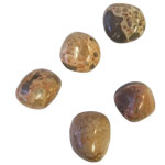 TUMBLED STONE - LEOPARDITE (ONCOLITE) - Tricia's Gems